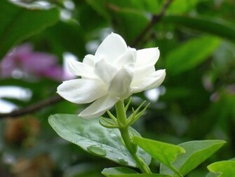 July By Stephen Comments Off On Jasmine Flower HD Wallpaper