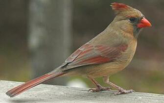 Cardinal HD Picture Desktop Wallpaper