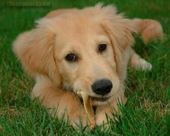 Golden Retriever Puppies Wallpaper Desktop