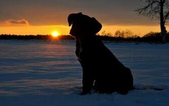Snow Dog Silhouette Desktop Wallpaper