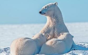 Polar Bear Mother And Cubs Feeding