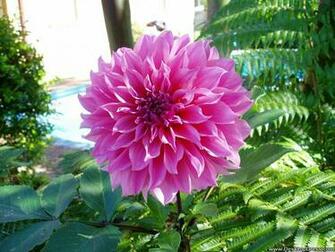 Desktop Wallpaper Flowers Background Nice Dahlia