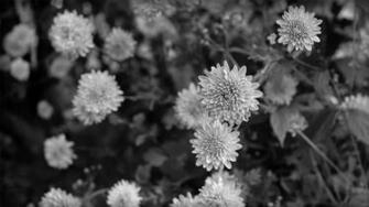 Black N White Flowers Desktop Background Wallpaper