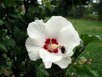 Hibiscus Wallpaper Flower Image And Desktop