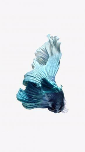 Get Apple S Live Fish Wallpaper Back On Your iPhone Ios