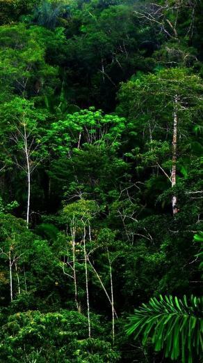 iPhone HD Wood Thickets Green Wild Wallpaper