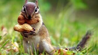 Cute Baby Squirrels Wallpaper