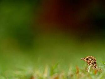 Bush Lark Wallpaper And Background Image Id