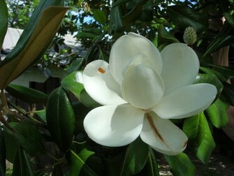 Magnolia Blossom Wallpaper Image Photos Pictures And Background