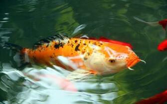 Koi Rich HD Desktop Wallpaper Widescreen