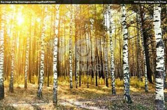 Funmozar Birch Tree Wallpaper