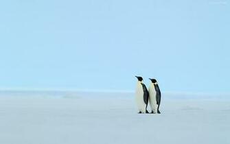 Penguin Wallpaper Widescreen Original Fondos7 Net