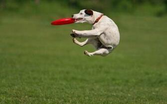 Animals Grass Dogs Frisbee Wallpaper