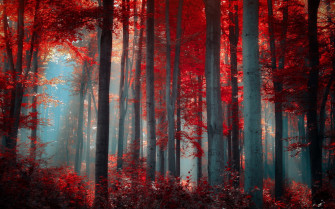 Red Forest Nature Wallpaper HD
