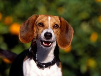 Beagle Beagles Wallpaper
