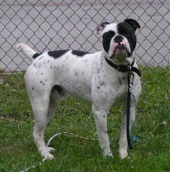 Description Olde English Bulldogge Duke Jpg