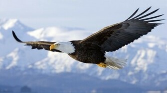 Bald Eagle In Mid Air Flight Over Homer Spit Kenai Peninsula Alaska