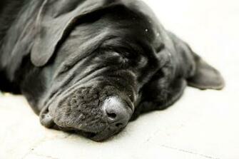 Sleeping Neapolitan Mastiff Wallpaper Jpg