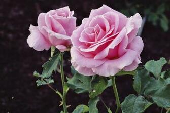 3d Desktop Flowers New And Wallpaper Collection