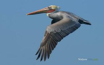 Brown Pelican Wallpaper