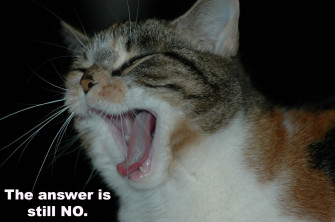 Cat Meme Picture Wallpaper