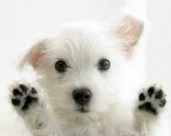 Animals Wallpaper