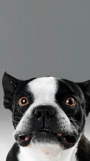 Funny Dog Biscuit Wallpaper