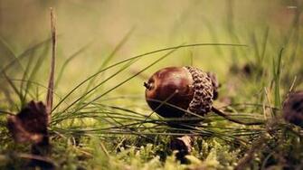 Acorn Wallpaper Photography