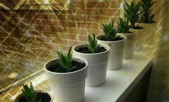 Aloe Vera In Windowsill Barbaras HD Wallpaper