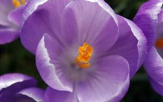 Tag Purple Crocus Flowers Wallpaper Background Photos Image And