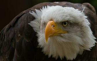 Eye Wallpaper Photo And All Eagle Pictures