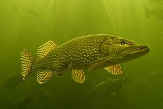 Musky Desktop Wallpaper Picserio