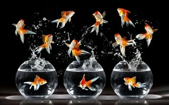 Goldfish Wallpaper For Walls Beautiful Desktop