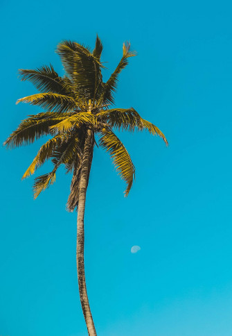 Malibu iPhone Wallpaper