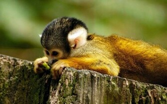 Monkey Wallpaper For Computer Jpg