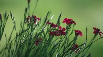 Spring Flowers Windows And Wallpaper All For