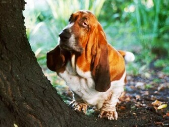 Basset Hound Wallpaper