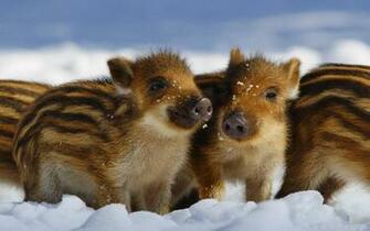 Wild Pigs Wallpaper And Image Pictures Photos