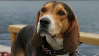 Beagle Dog Wallpaper