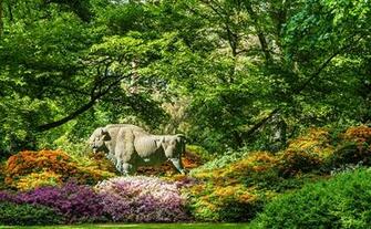 Wallpaper American Buffalo Germany Bremen Rhododendronpark Nature