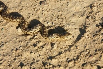 Snake Stock P Os Wallpaper Cobra HD Snakes Kb