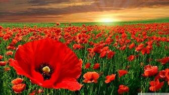 Sunset Poppy Field Wallpaper