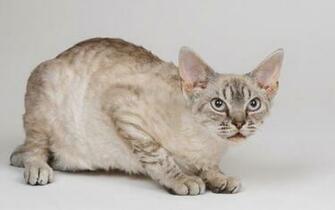 Kitten Pictures Widescreen Desktop Wallpaper And Stock
