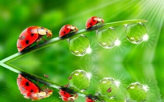 Torrent The Ladybug Screensaver Animated Wallpaper 1337x