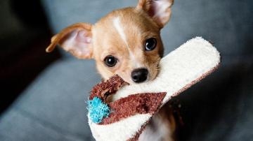 Wallpaper 4k Chihuahua Puppies