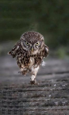 A Walking Owl Edited It For Mobile Wallpaper Original Pic Link