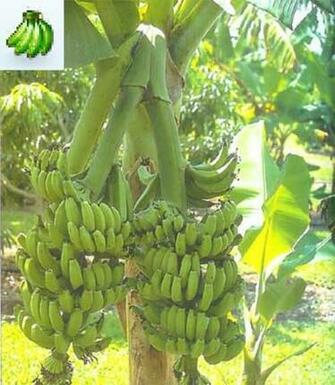 New Products For May Banana Tree Plants
