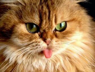 Funny Cat Wallpaper Dtsa High Definition Pictures R