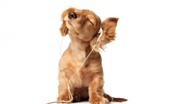Look At These Adorable Little Puppies Wallpaper