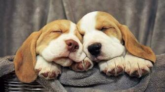 Cute Animal Best Wallpaper For Desktop HD